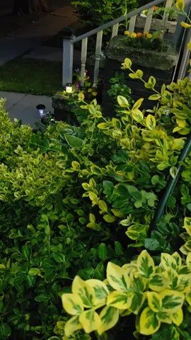 A post by @tafriya_sithiya on TikTok