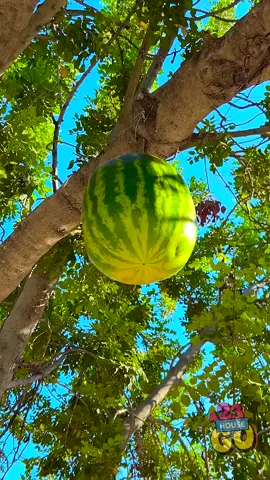 A post by @123gohouse on TikTok caption: A Watermelon Growing On A Tree? How’s That Possible?! 🍉🌳😲 #creative #funn #hacks 