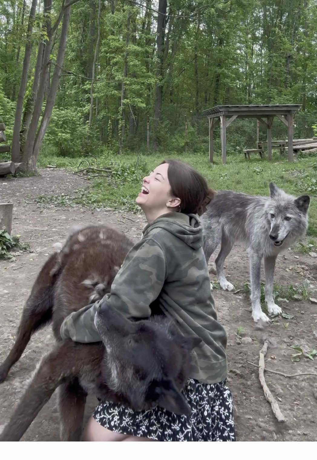 A post by @arcticfoxdaily on TikTok caption: Sometimes the pack loves me a little too much. 🐺😂