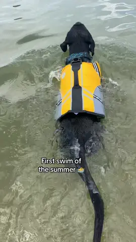 A post by @tuesdayswmorrie on TikTok caption: Seeing dogs swim is so pure 🥹 #dog #dogs #dogtok #dogsoftiktok #fyp #foryou #viral #relatable 