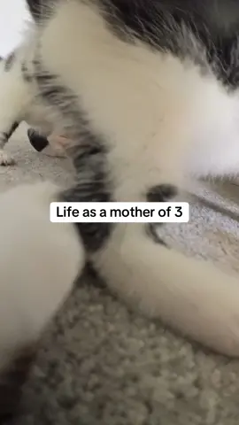A post by @kittenheavenpov on TikTok caption: Stressful 😅 #catsoftiktok #catspov #catcam #catswithcameras 