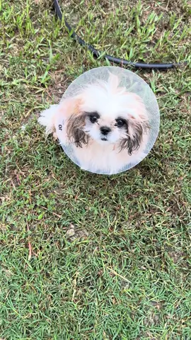 A post by @ragstorichesanimalrescu on TikTok caption: When you get spayed and the cone is ruining your life. Please donate we have hardly received any donations this month:( Only follow links we post( fake accounts) https://linktr.ee/rags_to_riches_animalrescue PayPal https://www.paypal.me/RTRARinc  Venmo https://venmo.com/u/ragstorichesanimalrescueinc Zelle 8136954829 #puppy #puppylove #puppylover #puppies #puppiesofinstagram #pup #dog #dogsofinstagram #doglifestyle #cute #wisp #wispy #adorable #follow #followus #insta #instagram #staystinky