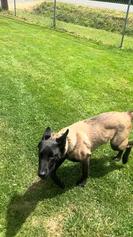 A post by @jasminekariina on TikTok caption: #malinois #belgianmalinois #fyp #rayo