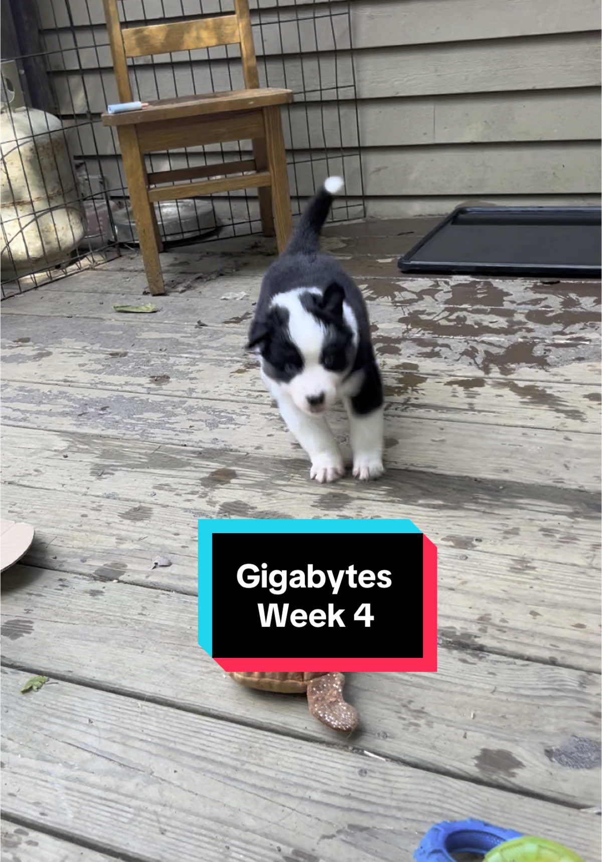 A post by @telltaleaussie on TikTok caption: Sunshine and puppies ☀️🐾#gigabytes #aussieswithtails #australianshepherd #aussie #undockedaussie #aussiesdoingthings #telltaleaussie #skyquakeaussies #puppyraising #cute #puppy #fyp #puppyculture 