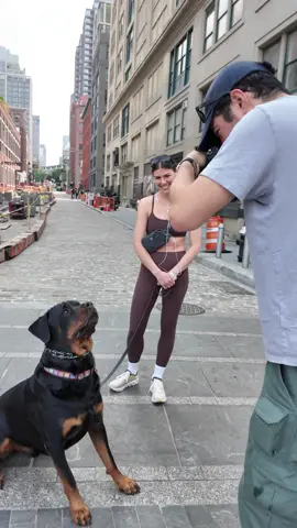 A post by @thedogist on TikTok caption: Otis is a leaner #thisdogwillchangeyourlife #dogs #nyc 