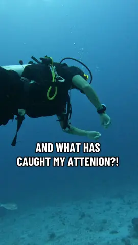 A post by @scubadan_ on TikTok caption: I am hilarious 😂 I mean if you haven’t done the manta aeroplane then are you even a diver bro?  Reef mantas! 