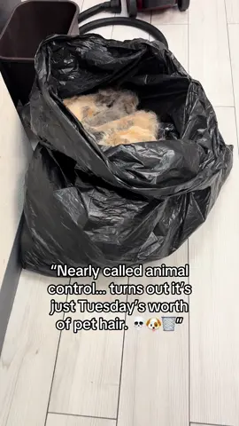 A post by @dr.b_veterinarian on TikTok caption: That's a lot of pet hair!     #VetLife #PetHairEverywhere #ClinicChronicles #FurBabyFakeout #VetTechHumor #fyp