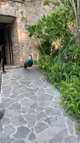 A post by @liseth_leyva on TikTok caption: #fyp #explorepage #parati #peacock #paboreal #mazatlan #sinaloa #videoviral 