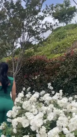 A post by @liseth_leyva on TikTok caption: #fyp #explorepage #parati #whiteflowers #viralvideo 