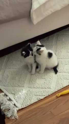 A post by @jesss_16 on TikTok caption: Lovers ❤️#cattok #kittensoftiktok #catlover 