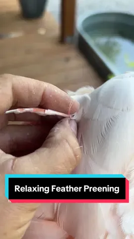 A post by @geckoemmy on TikTok caption: Preening feathers should be relaxing for both a parrot and the caretaker. Don't sweat it too much! #featherpreening #parrotpreening