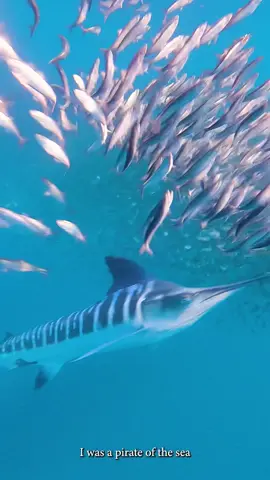 A post by @simmsfishing on TikTok caption: Destination: Baja - Full film w/ @loslocosfishing Live 6/23. #DestinationBaja #FishItWell #LosLocos #SimmsFishing  🎥: @matt_fournaris_media  #Fishing #FishingFilm #FlyFishing #MarlinFishing #SaltwaterFishing #DestinationFishing #Community #Culture #FishTok #FYP 