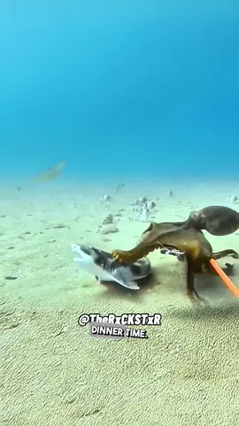 A post by @therxckstxr on TikTok caption: Shark Went From Apex to Appetizer! 😂 RxCKSTxR Comedy Voiceover #fyp #funnyanimals #shark #octopus 