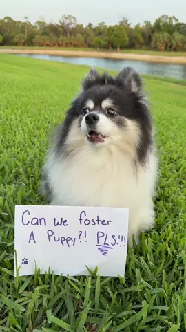 A post by @scout2015 on TikTok caption: Uhhh should I foster her?!😳Part 2?! #adoptdontshop #foster #rescuedog #fyp 