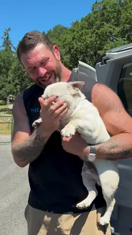 A post by @theasherhouse on TikTok caption: Nine new dogs! Seven frenchies from an extreme hoarding case! They were in terrible shape, I’m so happy we were able to help them! Most of them will be available after medical treatment and getting fixed so stay tuned!