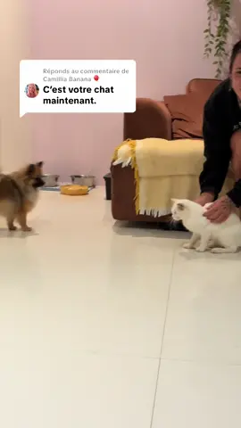 A post by @primusfamily on TikTok caption: Réponse à @Camillia Banana 🎈 Ben elle est déjà bien à l’aise pour un chat errant 😂@Qwaadi 