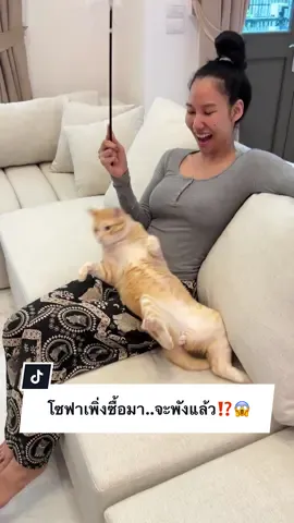 A post by @ployy_chuek on TikTok caption: โซฟาเพิ่งซื้อมา..จะพังแล้ว⁉️😱 #ครอบครัวไข่หวาน #พลอยฉึกๆ #แมร๊เอง #พลอยรักเต็นท์ #ไข่ขาวลูกแมร๊ #ภารกิจพิชิตใจไข่ขาว #หวานแมวขยะเปียก #ไข่เจียวเป็นเด็กดี #ไข่เจียวรักแมร๊ #กระป๋องลูกแมร๊ #น้องกระป๋องกับน้องกระแป๋ง 