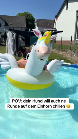 A post by @miss_schumiiiiandfamily on TikTok caption: Sie ist einfach die Coolste 😂🥰 #dogmum #dogmumlife #alltagswahnsinn #lebenmithund #pool #splishsplash #einhorn #baden #sommer #cruisen #cool #spassmusssein #happydog #fyp 