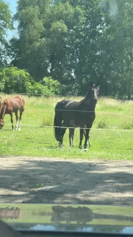 A post by @patrick.thomalla on TikTok caption: Arme Ipa 🤣 #foal 