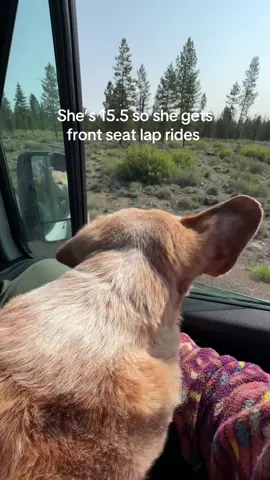 A post by @itsloganmarie on TikTok caption: She gets whatever she wants 💛 #doglife #dogsoftiktok #doglover #adventuredogs 