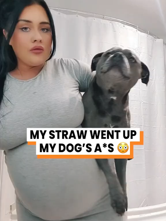A post by @gofetch on TikTok caption: Dog sits on straw... 😭 (@itslauranewman) #staffy #staffordshirebullterrier #animalvoiceover #talkingdog #dogvoiceover