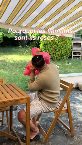 A post by @abregefrere on TikTok caption: Abrège ta culture G du jour  #abregefrere #cultureg #flamantrose  À ton avis, un éléphant peut-il devenir rose ? 😂