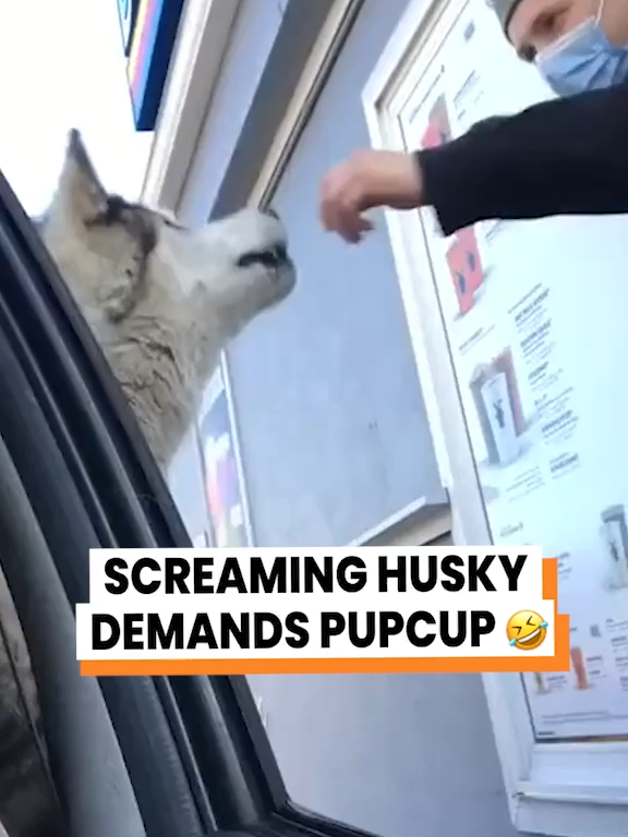 A post by @gofetch on TikTok caption: Screaming husky's are my favorite 😅 (@_nikos_world_) #screaminghusky #husky #puppuccino #talkingdog #dogvoiceover