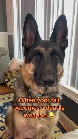 A post by @tanklucca on TikTok