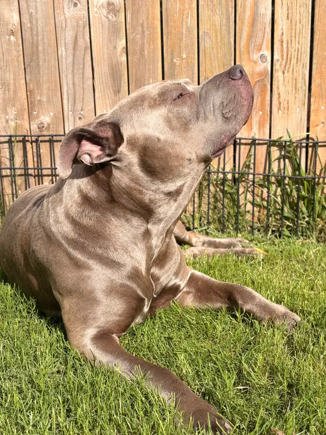 A post by @reignstormpit on TikTok caption: He definitely has a grass allergy. I bought him 2 trampolines and he would prefer to lay in the grass and get wiped, rubbed down with coconut oil and shea butter and scratched later.  🐾🤍 #dogsoftiktok #funnydog #cutedog #reignstormpit 