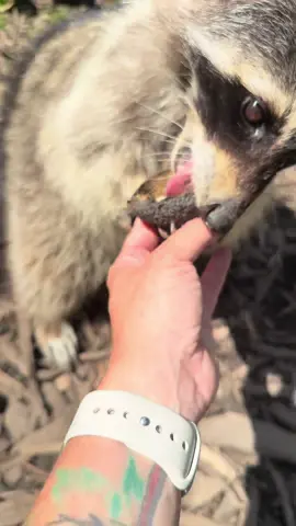 A post by @arcticfoxdaily on TikTok caption: When in doubt, see if the raccoon wants it 🥑