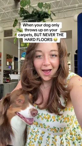 A post by @taylorcezanne on TikTok caption: I have to throw away my 8x10 shag rug because of this 😭😭 #dogs #relatable #dogtrainingadvice #petparentsoftiktok 