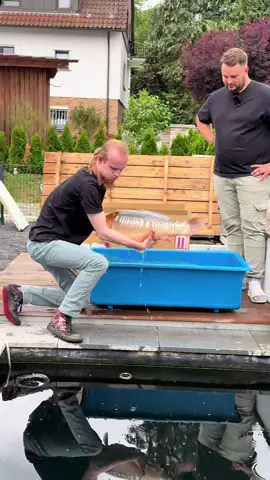 A post by @modernkoi on TikTok caption: Bennys außergewöhnlicher Doitsu Ochiba in seinem neuen Teich 🥳 #konishi #Koi#karashi #carp #konishikoi #teich #pond #japan  #japanesekoi#modernkoi #nishikigoi  #fyp #fypage #foryoupage #karpfen #showa #sansai #tosai #nisai #explorepage