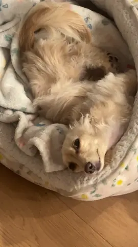 A post by @winston_da_ween on TikTok caption: no caption needed #willa 