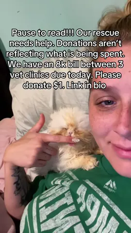 A post by @ragstorichesanimalrescu on TikTok caption: PLEASE HELP! #fyp #foryou #foryoupage #rescue #rescuekitten #kitten #kittens #follow #followus #rescuecat #rescuekittenoftiktok #wisp #kittenlove #staystinky 