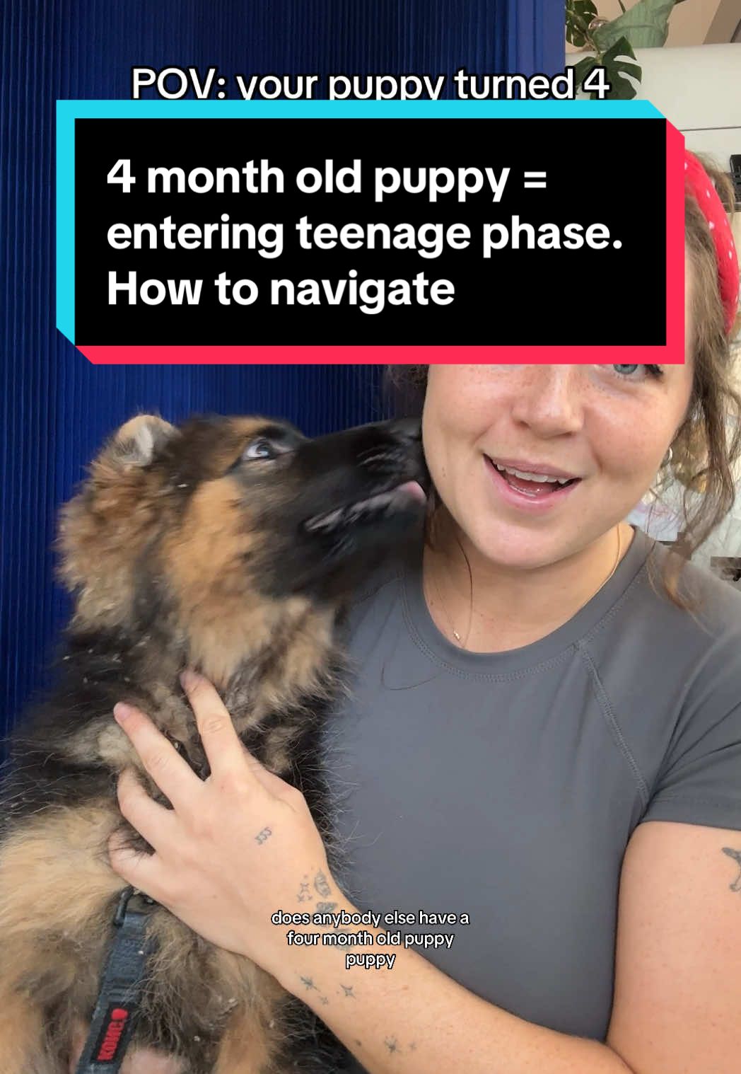 A post by @taylorcezanne on TikTok caption: How old is your pup? & what’s going on? Drop pics! 😍 does anyone relate to this? I was chatting with Rivers mom & she told me all of the typical things I hear at 4 months old. Puppy is gaining more confidence as the days go on! It’s age-appropriate and it just requires you to change your training strategy a little bit.  go back down to basics and make yourself seem like the most fun thing in the room!  #4#4montholdpuppyp#puppyteenagephasep#puppybitingn#newpuppycheckd#DogTrainingd#dogbehavior101t#teethingpuppy