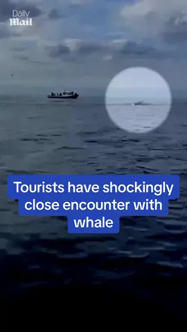 A post by @dailymail on TikTok caption: A group of tourists had a SHOCKINGLY close encounter with a giant whale! 📷 Mystic Nature - Sam Marshall #whale #ocean #sealife #russia #news 