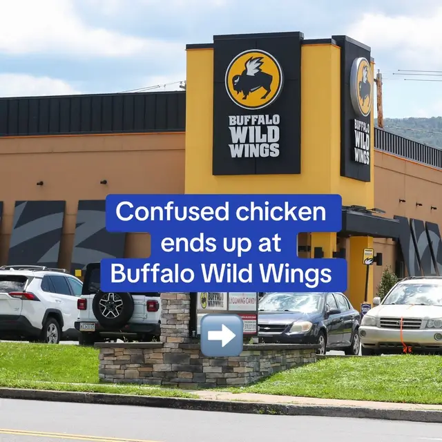 A post by @dailymail on TikTok caption: A Des Moines, Iowa Buffalo Wild Wings was greeted at their front door by a living chicken. The chicken was saved when the local Animal Rescue League were called. It's unclear at this time what the wandering chicken's motives were 😏 📷 Getty Images / Animal Rescue League of Iowa/FB #chicken #buffalowildwings #restaurant #news 