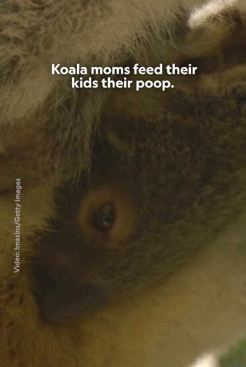 A post by @natgeo on TikTok caption: To survive, baby koalas eat a special kind of poop produced by their moms—pap—which helps them digest eucalyptus leaves. It may sound off-putting, but it’s a life-saving precaution. Curious which other animals do it too and why? Head to the 🔗in bio to find out. Watch #Underdogs, narrated by @Ryan Reynolds Sundays at 9/8c on @National Geographic TV simulcast on @ABC All episodes now streaming on @Disney+ and @hulu.