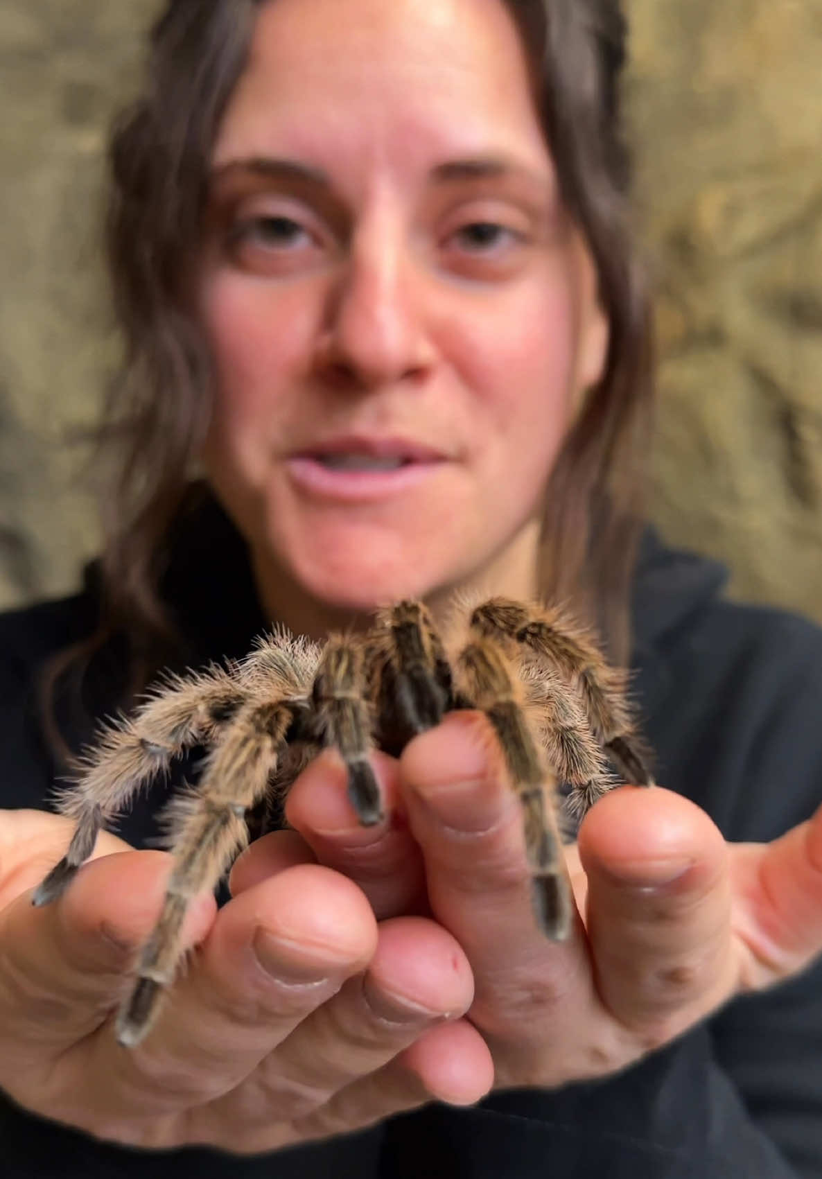 A post by @thereptilezoo on TikTok caption: This a beautiful Chilean Rose Hair Tarantula🤩 These guys will actually throw away their trash😅 Anytime they eat another insect they will wrap them and then dig a hole and then actually put them in their🤯