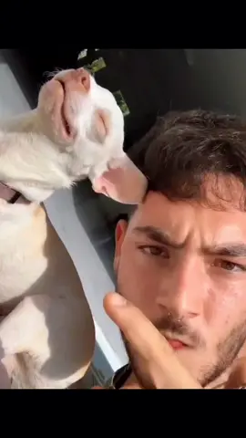 A post by @dogg_chihuahua on TikTok caption: niki sunbathing day 😂 p#pet #foryou #PetsOfTikTok #fypシ #chihuahua #dog 
