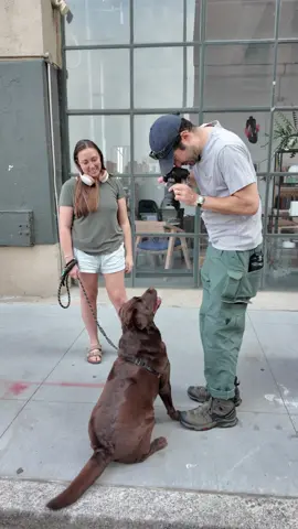 A post by @thedogist on TikTok caption: Poppy is the office therapy dog #thisdogwillchangeyourlife #dogs #nyc 