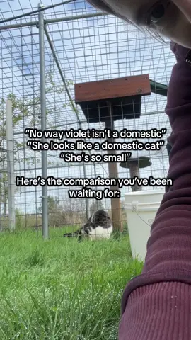 A post by @wildcatridgesanctuary on TikTok caption: Here’s the comparison you’ve all been waiting for: Violet vs. Keeper. 🐈🚶‍♀️Notice her large canines 🦷, body size, and ears — plus her serval-like patterning. Violet may have atypical white and tabby coloration for a Savannah cat, but that doesn’t lessen her wild serval behavior and instincts! #savannahcat #notapet #serval #wildliferescue #sanctuary #nonprofit #comparison #violet 