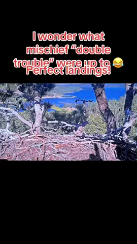 A post by @tanklucca on TikTok caption: #jackieandshadow #bigbearcalifornia #sunny #gizmo 