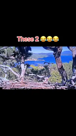 A post by @tanklucca on TikTok caption: #jackieandshadow #gizmo #fobbv #bigbearcalifornia #sunny 