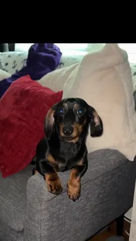 A post by @datboii_jj on TikTok