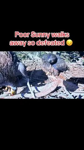 A post by @tanklucca on TikTok caption: #jackieandshadow #gizmo #bigbearcalifornia #sunny 