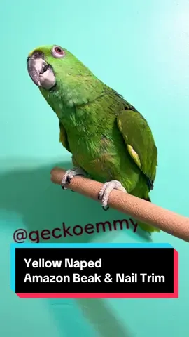 A post by @geckoemmy on TikTok caption: Do you think McGregor, the 28 year old yellow naped Amazon parrot, is fast enough to take a chunk out of me? Let's find out #parrotnailtrim #parrotbeaktrim 