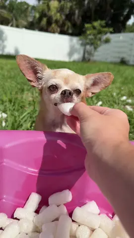 A post by @scout2015 on TikTok caption: Packing peanuts gone wrong😭What now? Should I keep her?!‼️ #puppy #dogsoftiktok #foryoupage 