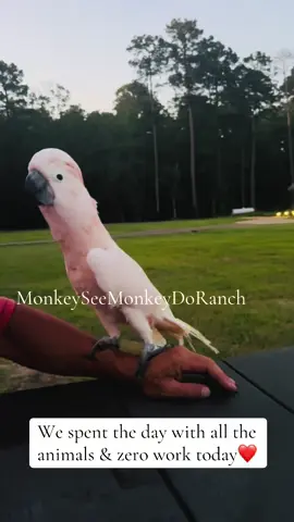 A post by @monkeyseemonkeydoranch on TikTok caption: We spent the day with all the animals today & zero work on the ranch❤️#MonkeySeeMonkeyDoRanch #minimoomafia #lifewithpreston #crackchicken #skunks #monkeysoftiktok #minicows #cowsoftiktok #minidonkey #cockatoo #livingmydream #blessed #thankyouforyoursupport #thankyoujesus #fypシ #fypシ゚viral #fyppppppppppppppppppppppp #fypchallenge #fyp #fy 