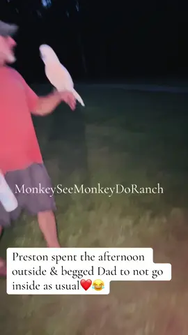 A post by @monkeyseemonkeydoranch on TikTok caption: Preston spent the afternoon outside & of course begged Dad to please not take him back inside❤️😂#MonkeySeeMonkeyDoRanch #minimoomafia #lifewithpreston #crackchicken #cockatoo #livingmydream #blessed #thankyouforyoursupport #thankyoujesus #fypシ #fypシ゚viral #fyppppppppppppppppppppppp #fypchallenge #fyp #fy 